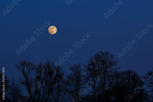 yellow full moon in the blue night sky behind a row of silhouettes of trees without leaves in a clear winter night 