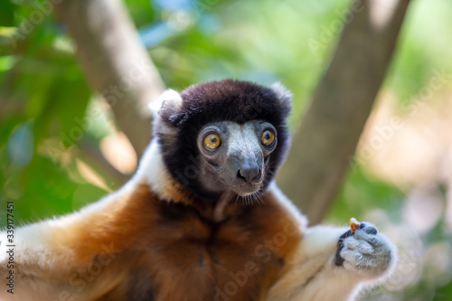 A Sifaka lemur that has made itself comfortable in the treetop