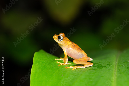 A small orange frog is sitting on a leaf
