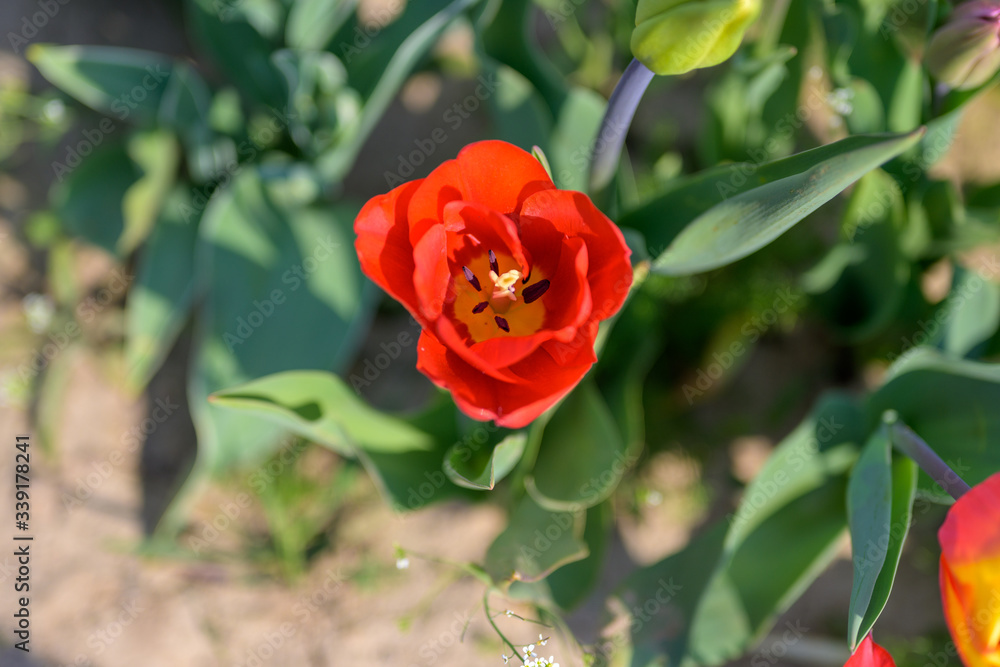 Single bright red tulip viewed from above Single bright red tulip viewed from above