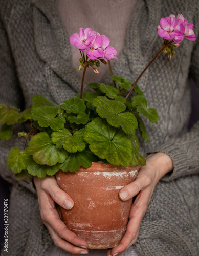 Women"s hands holding a pot with blooming pink pelargonia with knitted grey cardigan in a background