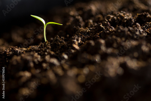 The seedling growing sprout (tree) from the rich soil