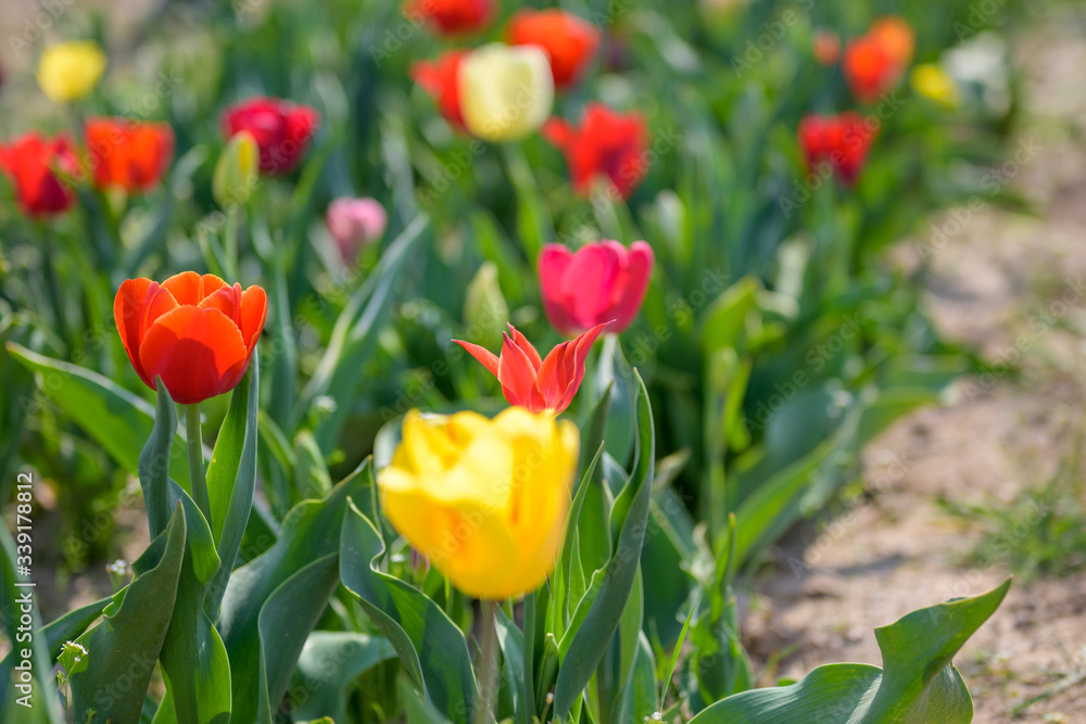 Colorful yellow red and crimson tulips in a field Colorful yellow red and crimson tulips in a field
