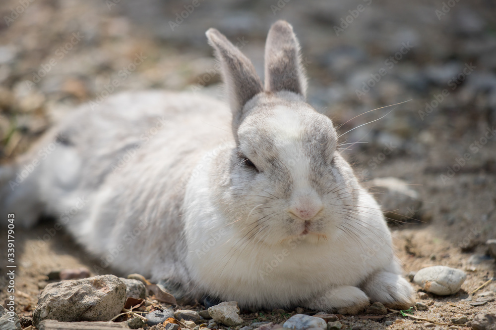 Fototapeta premium 飼育の可愛いウサギ
