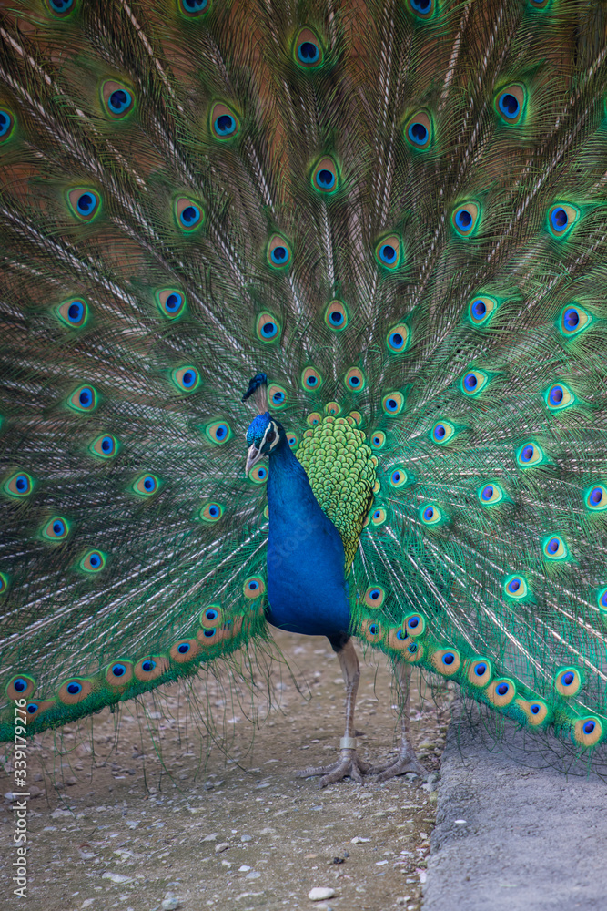 Obraz premium 農場の綺麗な孔雀