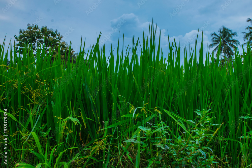 Fototapeta premium illustrastion photograph of green rice field showing very natural perfect for nature tourism business like hotel,homestay,village,travel agency etc