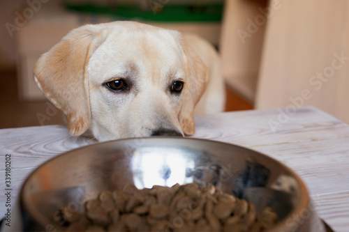 Hyngry sad dog is waiting for feeding. sitting with his head on table near bowl of food