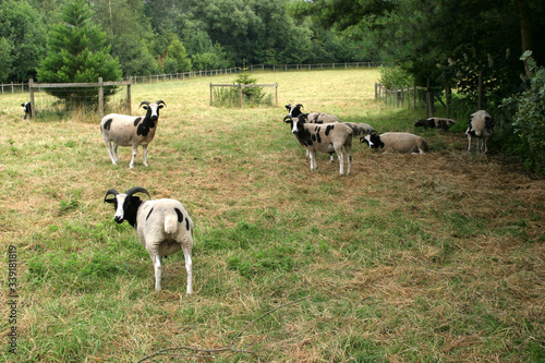 Godfrey sheep in Oxfordshire in the UK