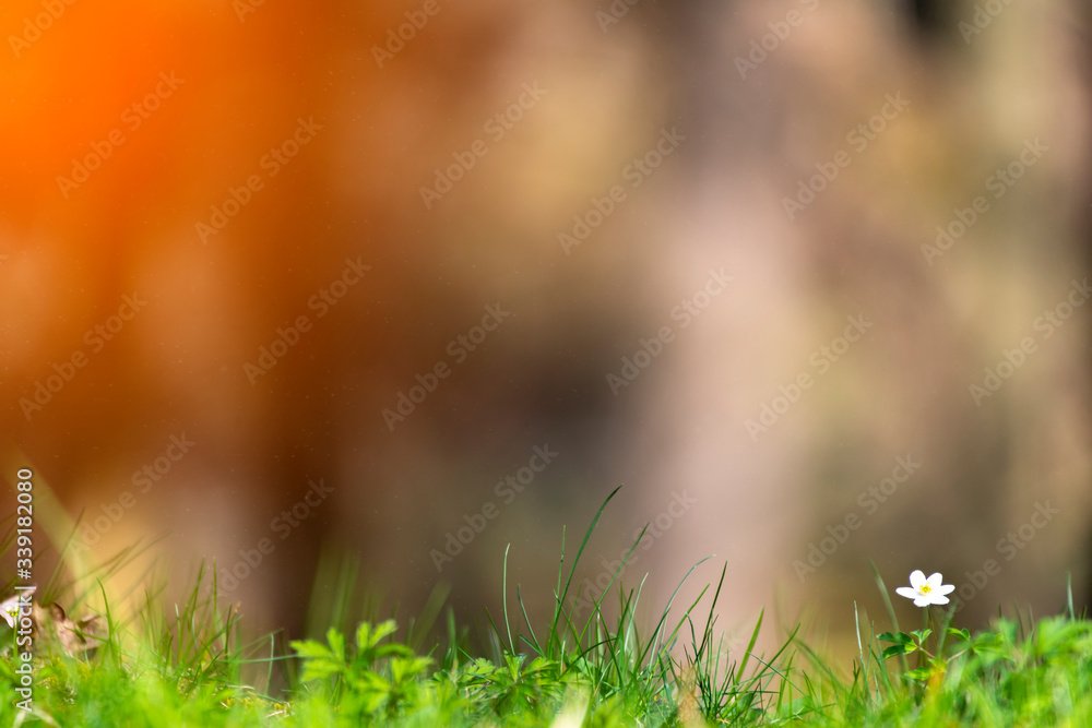 Fototapeta premium White anemone early spring flowers