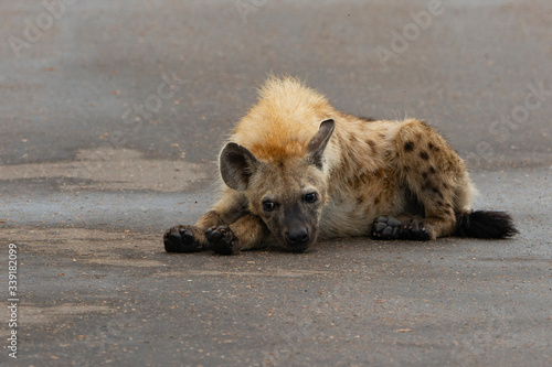 Small hyena looking like a puppy.