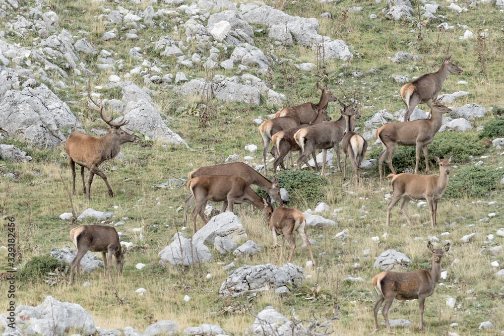 Obraz premium Herd of deer at grazing (Cervus elaphus)