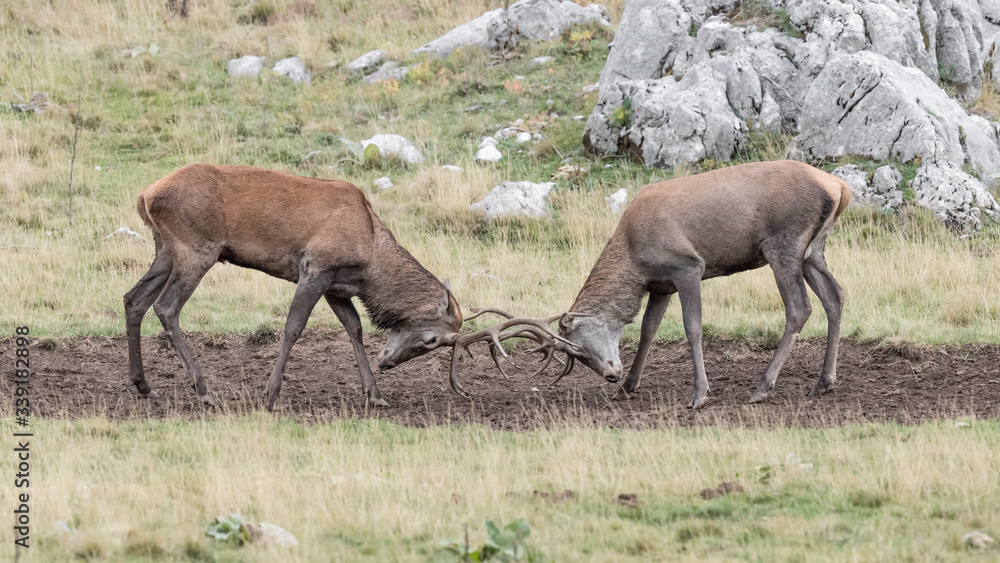 The challenge, Red deer males fighting in Alps mountains (Cervus elaphus) The challenge, Red deer males fighting in Alps mountains (Cervus elaphus)