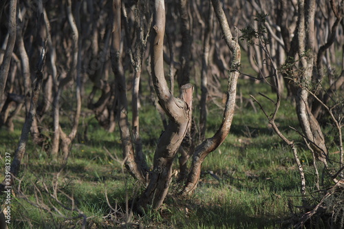 trees in the forest