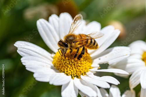 bee and flower