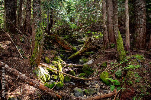 Forest stream running over mossy rocks