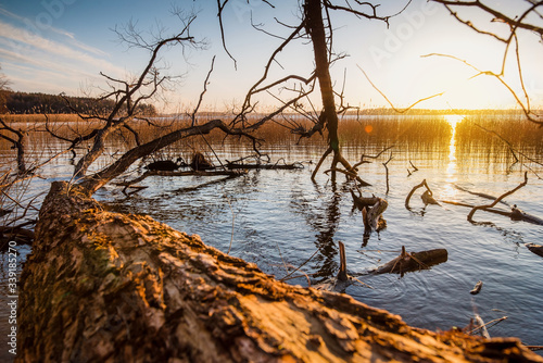 evening landscape, sunset over the lake, broken tree in water