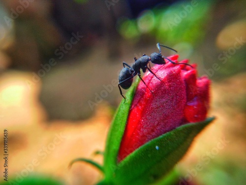 Carpenter ant ascend on a Hibiscus flower with summer time in garden.