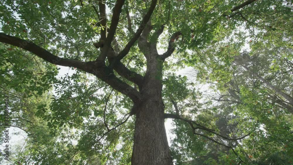 Big Tree in an Italian Park during Spring Big Tree in an Italian Park during Spring
