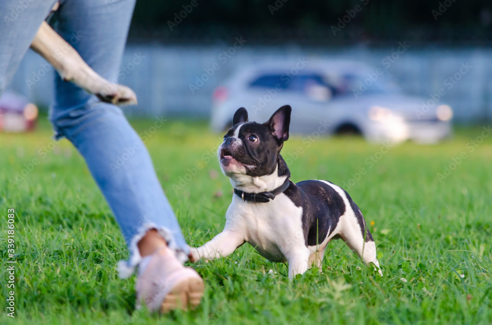 Small French bulldog puppy. Young energetic dog is walking and playing with its owner. How to protect your dog from overheating in summer time. The Dog is getting thirsty.