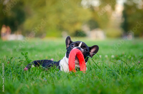 Small French bulldog puppy. Young energetic dog is walking and playing with its owner. How to protect your dog from overheating in summer time. The Dog is getting thirsty.
