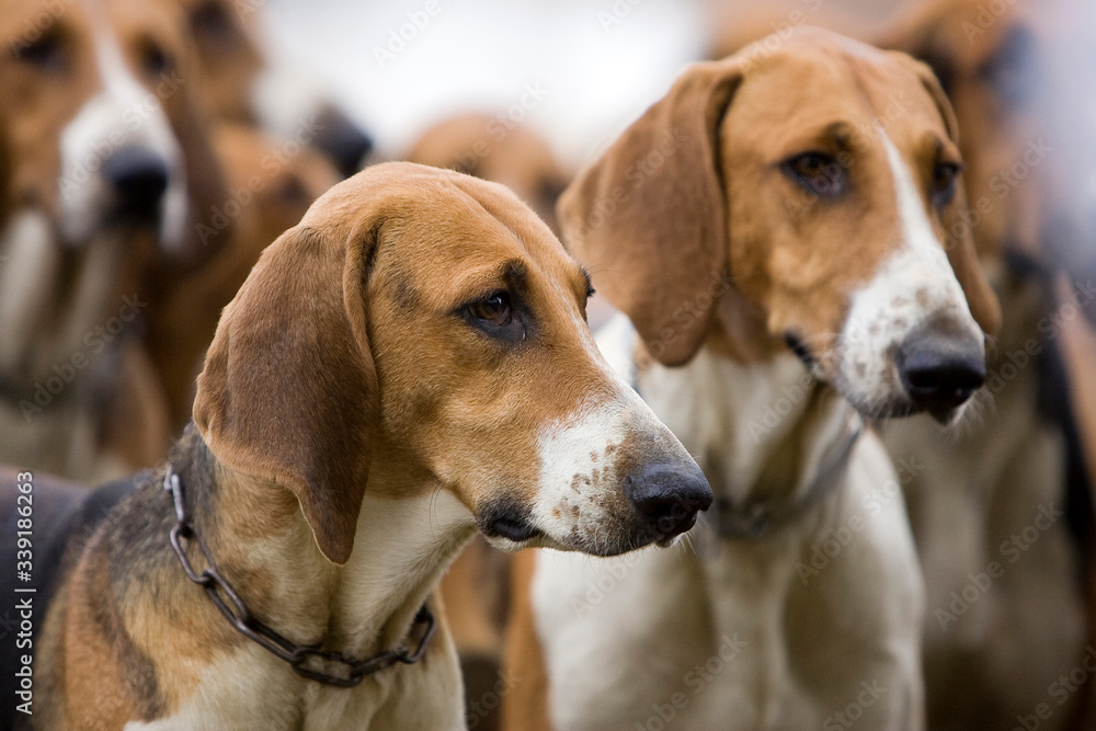 Journée traditionnelle de chasse a courre
