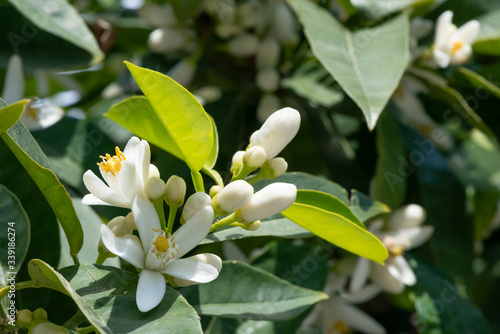 Orange blossoms in nature.