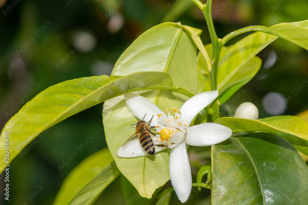 Honeybee on an orange blossom in spring. Honeybee on an orange blossom in spring.