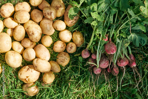 New fresh potato and red radish on the green grass. agricultural crop