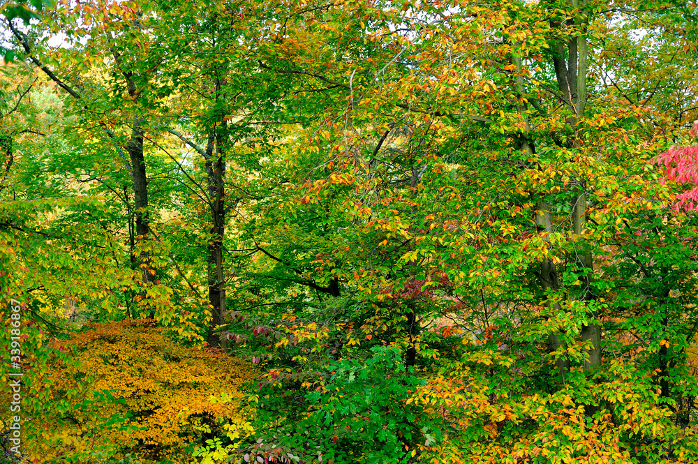 Autumn trees covered in red yellow and green leaves during the autumn season