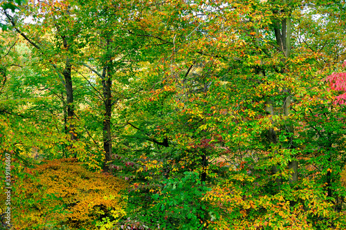 Autumn trees covered in red yellow and green leaves during the autumn season