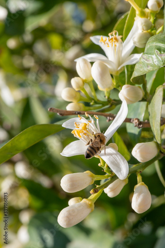Honey bee on an orange blossom.
