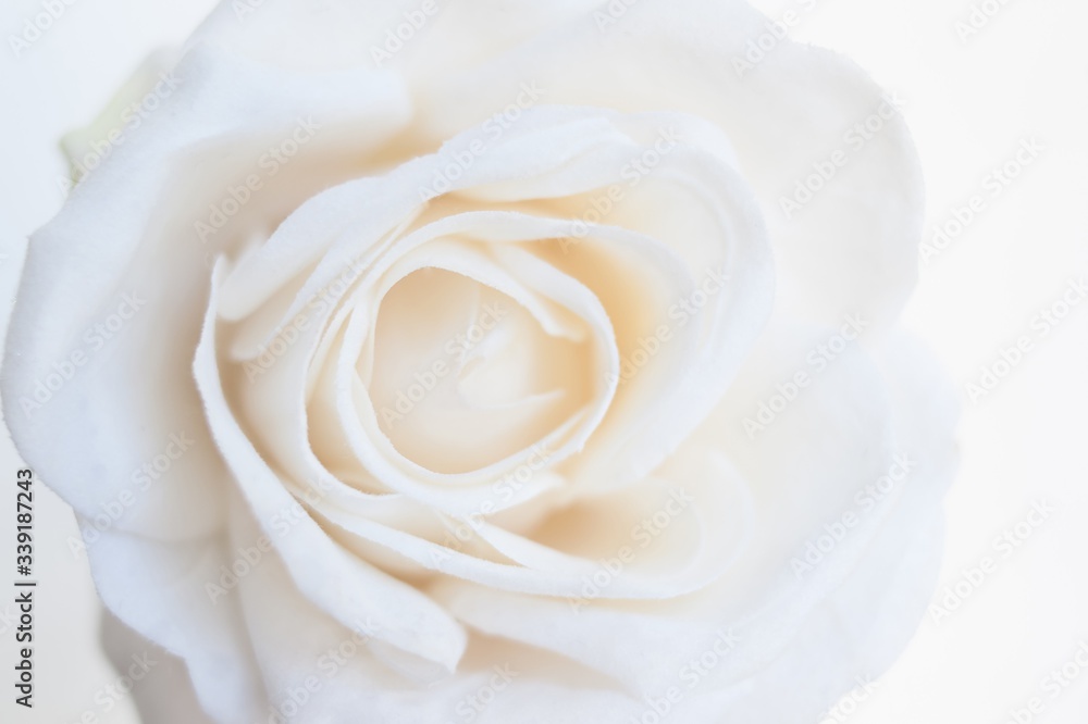 White rose close-up can use as background. Soft focus. Valentine's day and wedding White rose close-up can use as background. Soft focus. Valentine's day and wedding