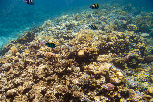 fish swim among coral in the Red Sea