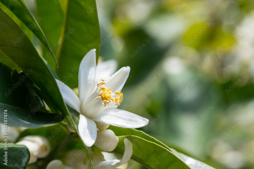 Obraz premium Beautiful white orange blossom growing in nature.