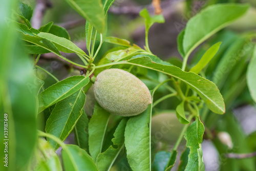 Closeup of an almond growing in nature.