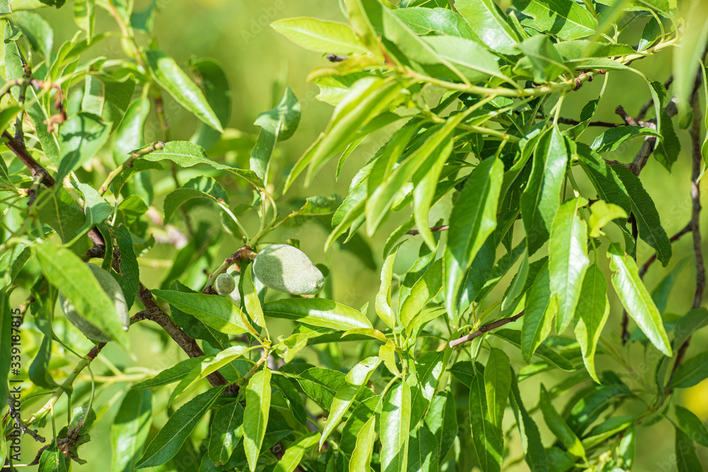 Green almonds in sunlight.