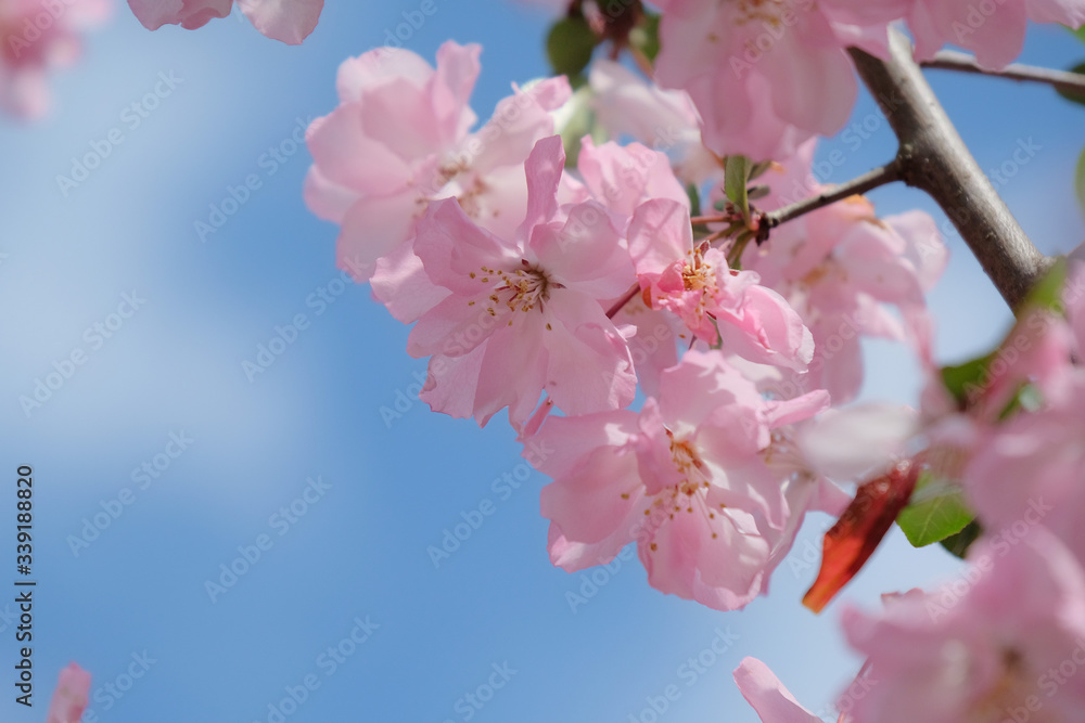 Obraz お花見。青空と満開の桜。Hanami Festibal. Beautiful Japanese Cherry Blossoms.