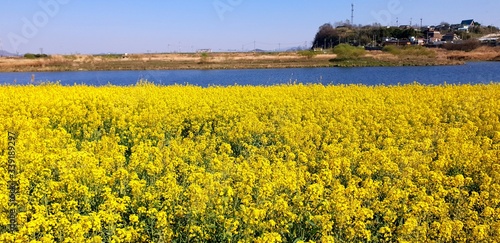 field of yellow flowers