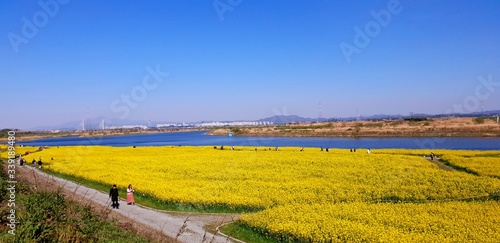 landscape with yellow flowers