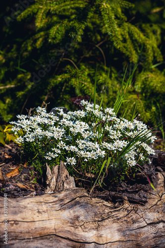 springtime flowers in bloom - diy and gardening