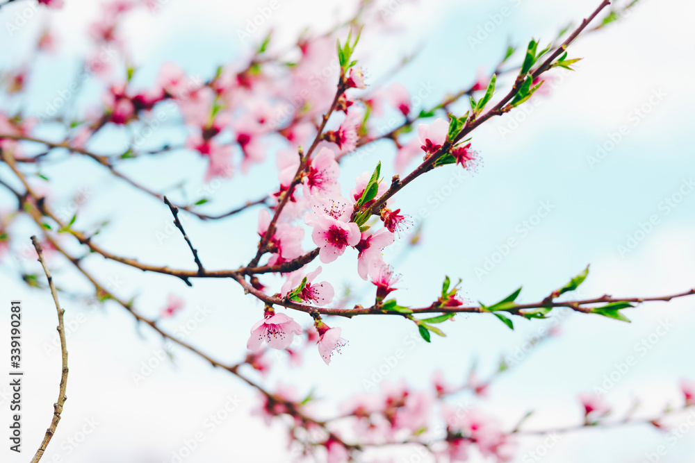 Spring blossom border or background art with pink blooming tree. Beautiful nature scene with flowers on tree and sun flare. Sunny day springtime. Spring blossom border or background art with pink blooming tree. Beautiful nature scene with flowers on tree and sun flare. Sunny day springtime.