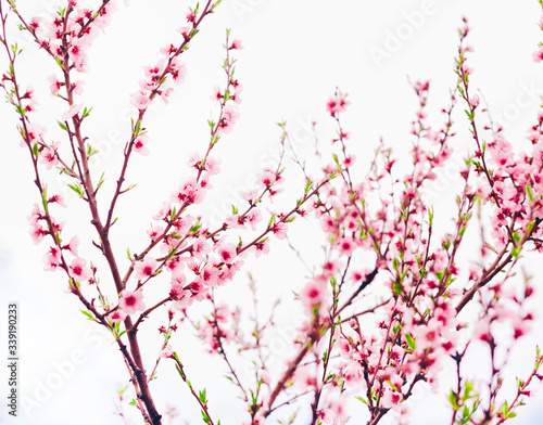 Spring blossom border or background art with pink blooming tree. Beautiful nature scene with flowers on tree and sun flare. Sunny day springtime.