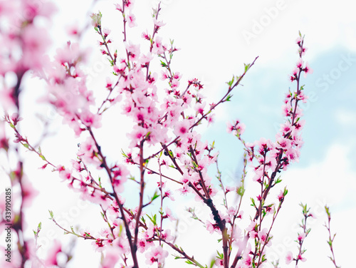 Spring blossom border or background art with pink blooming tree. Beautiful nature scene with flowers on tree and sun flare. Sunny day springtime. © Miha Creative