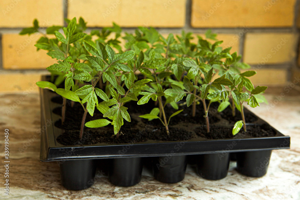 Young tomato sprouts, in a plastic container by the window, against the background of the brick wall
