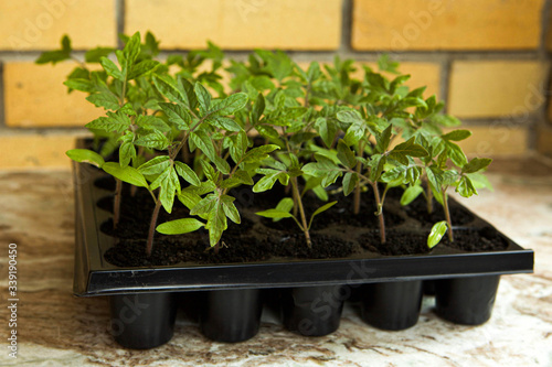 Young tomato sprouts, in a plastic container by the window, against the background of the brick wall
