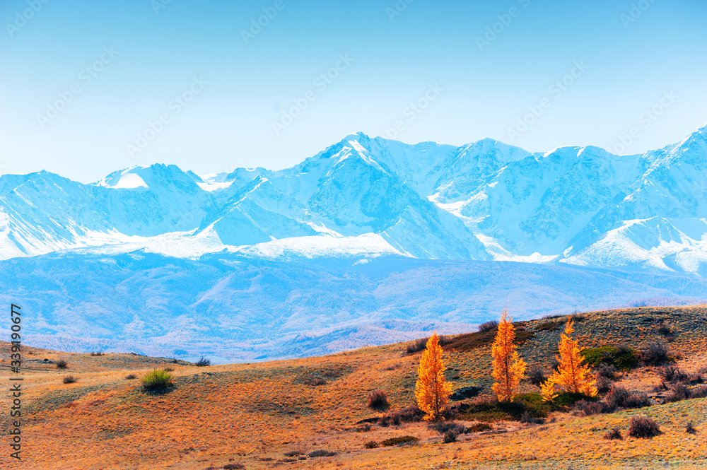 Snow-covered mountain peaks and yellow autumn trees. View of North-Chuya ridge in Altai, Siberia, Russia
