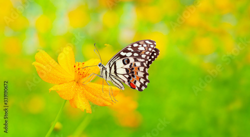 Colorful butterfly in bright sunlight on yellow cosmos flower in  blur green background with a lot of water drops on thr flower , Spring  time concept © kardd