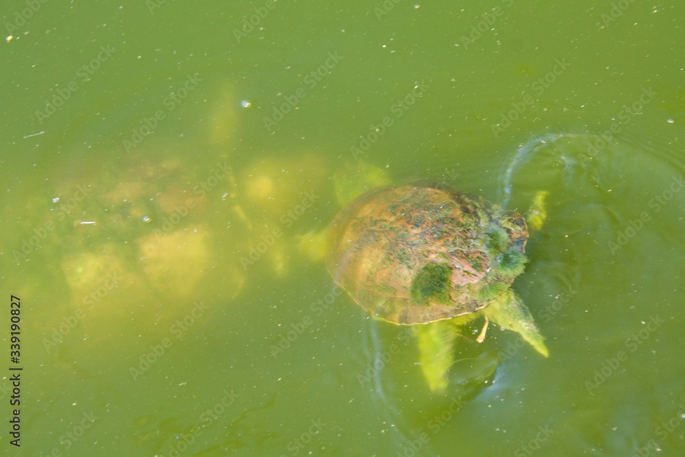 underwater turtles in the fresh water underwater turtles in the fresh water