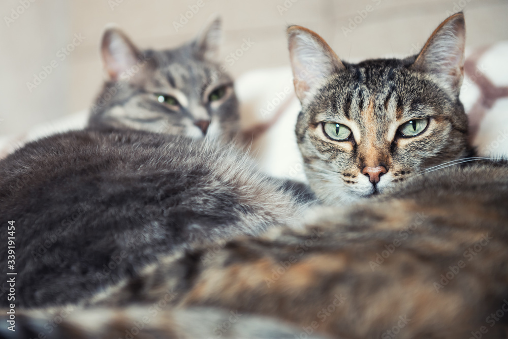 Two gray cats lying on the blanket. Close up. Selective focus.