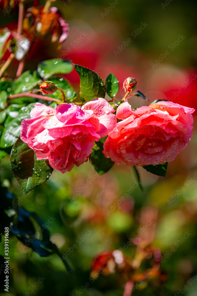 Close-up image of an isolated purple rose from the International Rose Test Garden in Oregon.